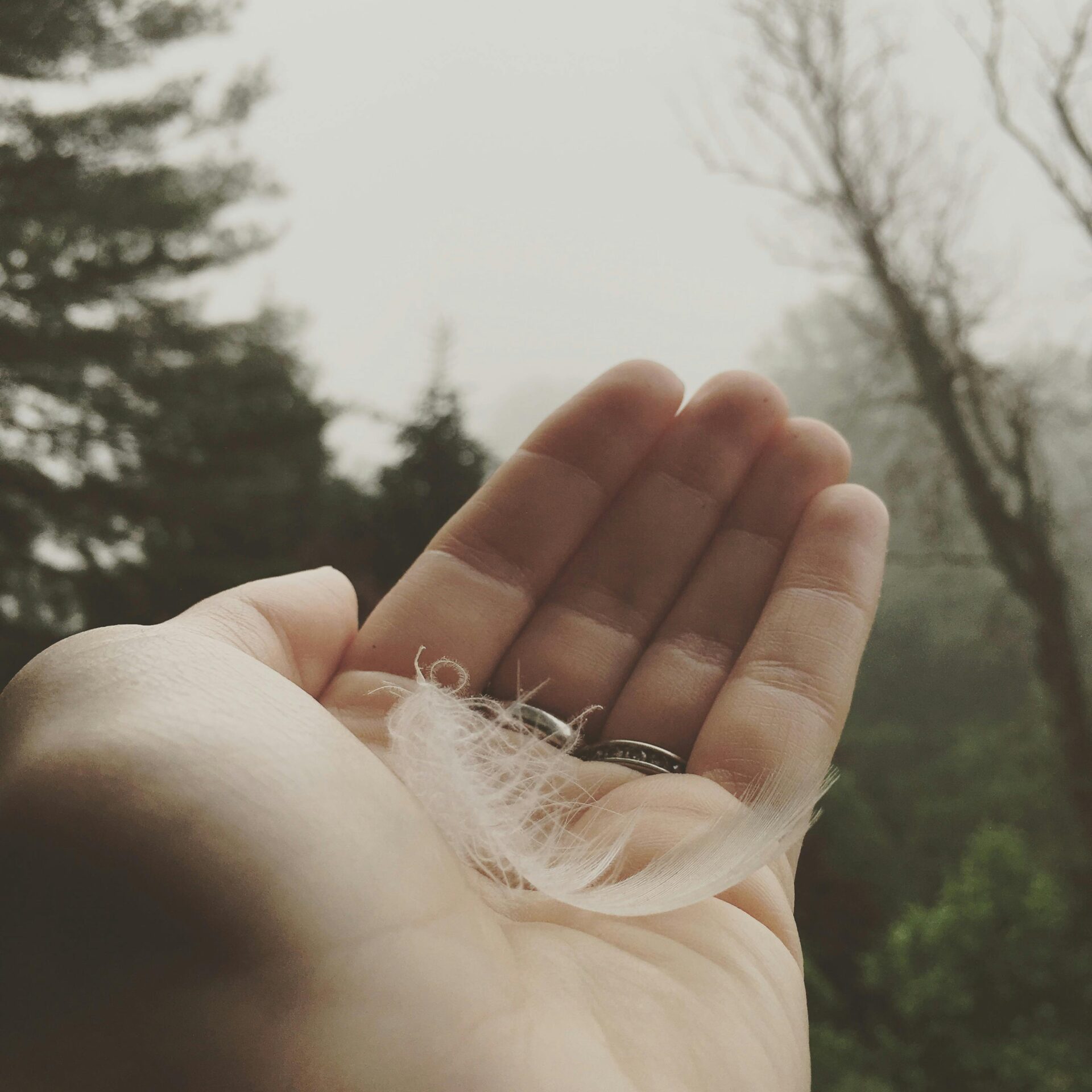 Feather resting on a hand symbolizing spiritual signs, comfort, and connection with loved ones through mediumship